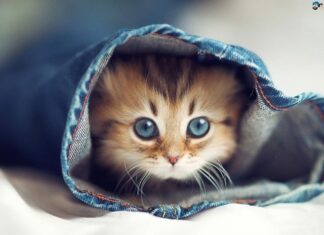 The Golden Transformation: How the Carp Leaped Through the Dragon Gate, Attracting Wealth, Fortune, and Success