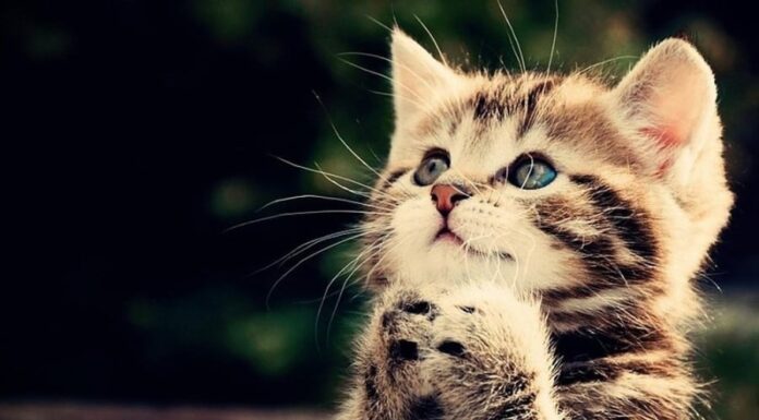 “The Midnight Prosperity Charm: A Triple Whammy of Wealth and Love”