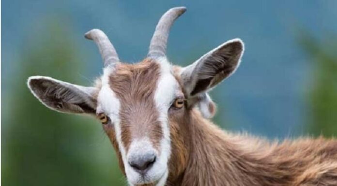 The Auspicious and Prosperous Year of the Snake 2025: Serene Fortune at Three, Heavenly Blessings Bring Abundant Wealth Like No Other