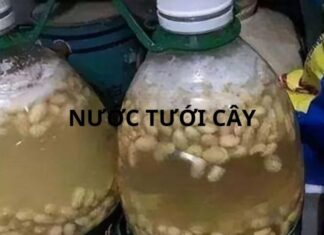 The Magic Elixir for Your Foliage: Reviving Yellowing Leaves with a Homemade Remedy for Lush, Prosperous Greenery