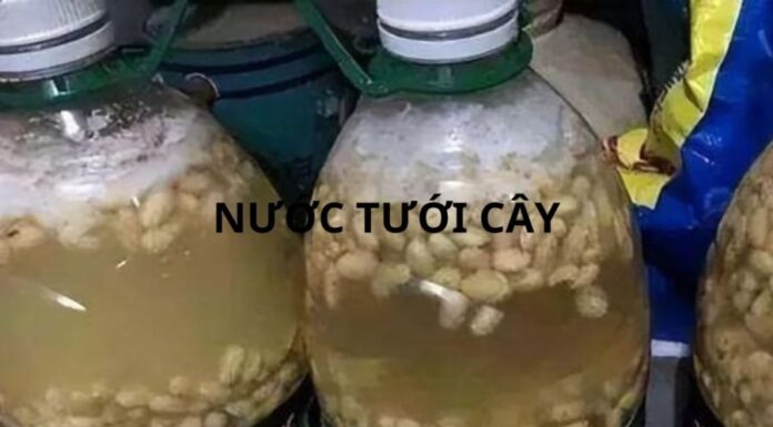 The Magic Elixir for Your Foliage: Reviving Yellowing Leaves with a Homemade Remedy for Lush, Prosperous Greenery