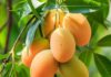 The Ultimate Guide to Mango Riches: Unveiling the Secret to a Bountiful Harvest