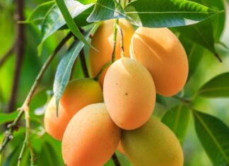 The Ultimate Guide to Mango Riches: Unveiling the Secret to a Bountiful Harvest