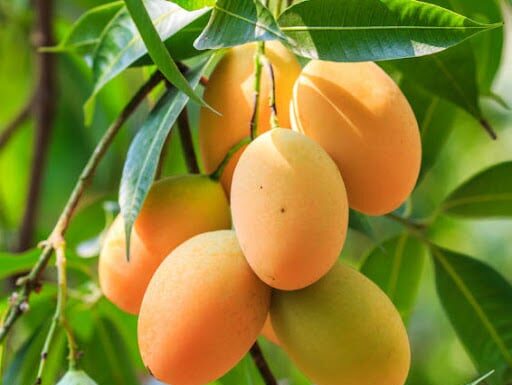 The Ultimate Guide to Mango Riches: Unveiling the Secret to a Bountiful Harvest