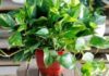7 Air-Purifying Houseplants That Are Easy to Care For