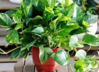 7 Air-Purifying Houseplants That Are Easy to Care For
