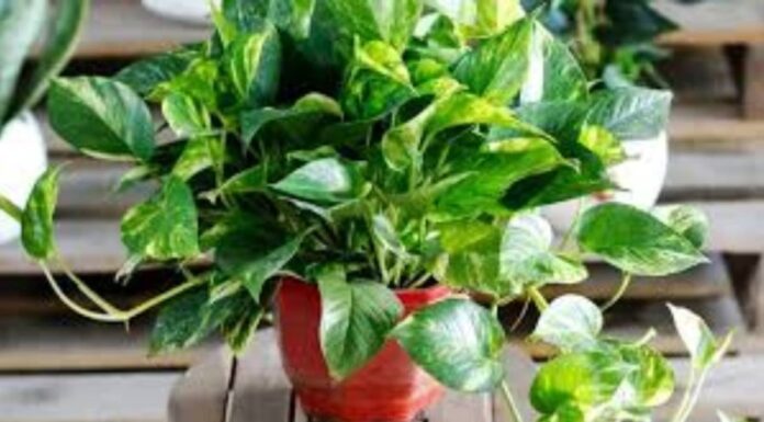 7 Air-Purifying Houseplants That Are Easy to Care For