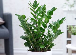 Wealthy Money Tree: The Ultimate Guide to Growing Prosperity at Home