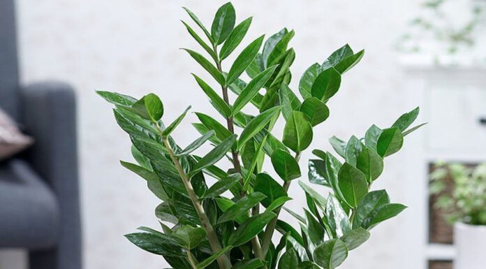 Wealthy Money Tree: The Ultimate Guide to Growing Prosperity at Home