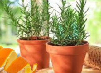 “Don’t Throw Away Those Orange Peels! Discover the Surprising Uses for This Citrus Fruit’s Peel”