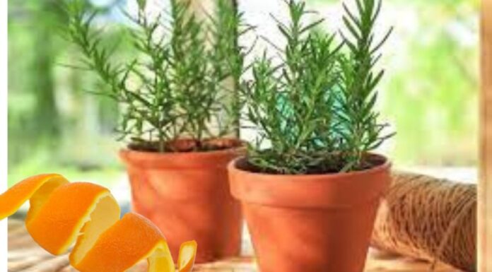 “Don’t Throw Away Those Orange Peels! Discover the Surprising Uses for This Citrus Fruit’s Peel”