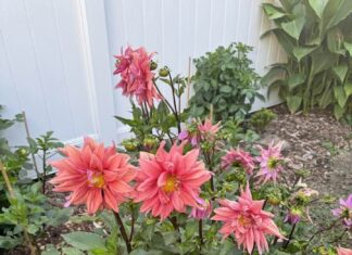 The First Lady of Vietnam’s Entertainment, Mr. Dam Vinh Hung’s Ex-Wife, Relishes Her 70s in a Blissful American Home Amidst a Garden of Scents.