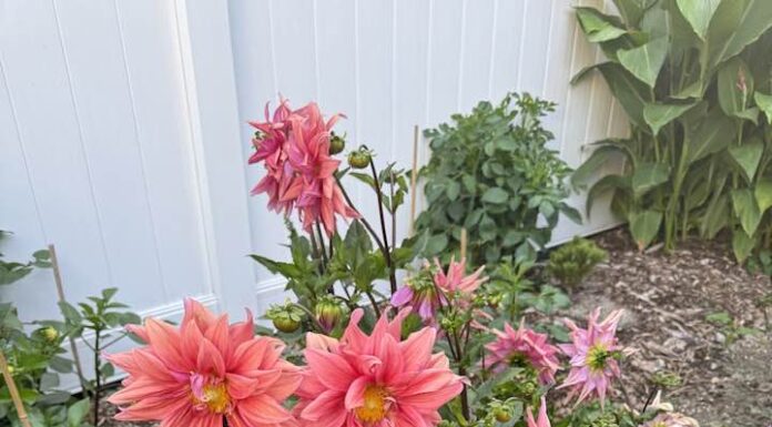 The First Lady of Vietnam’s Entertainment, Mr. Dam Vinh Hung’s Ex-Wife, Relishes Her 70s in a Blissful American Home Amidst a Garden of Scents.