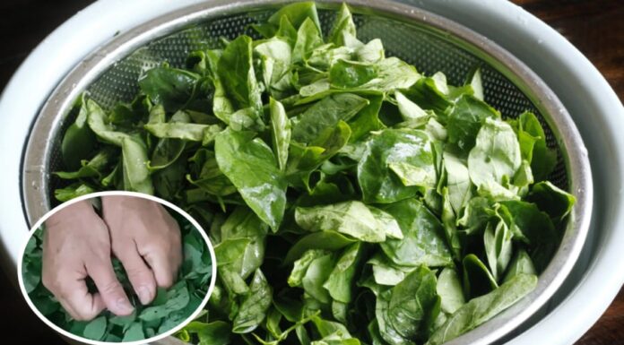 Why Do People Crumble Rau Ngót Before Cooking?