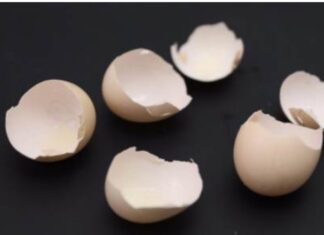 “Throwing Away Egg Shells is Like Throwing Away Money: The Secret 9/10 Families Don’t Know”