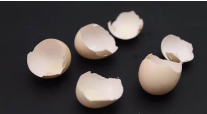 “Throwing Away Egg Shells is Like Throwing Away Money: The Secret 9/10 Families Don’t Know”