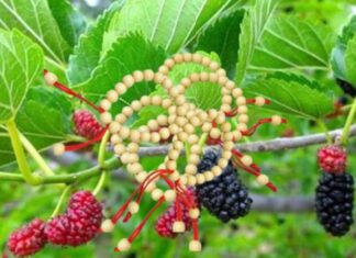 The Ancient Wisdom: Unraveling the Mystery Behind Wearing and Planting Mulberry Silk.
