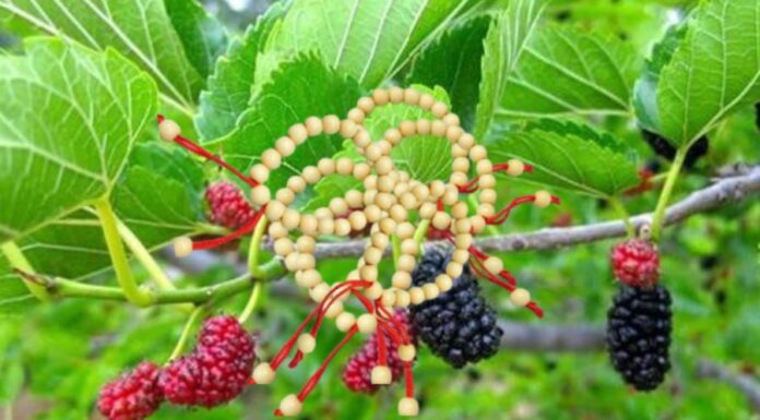 The Ancient Wisdom: Unraveling the Mystery Behind Wearing and Planting Mulberry Silk.