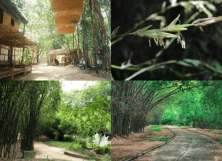 The Green Bamboo Oasis: Escape the City Heat and Unwind Just 40km from Saigon!