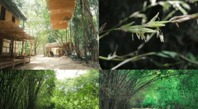 The Green Bamboo Oasis: Escape the City Heat and Unwind Just 40km from Saigon!