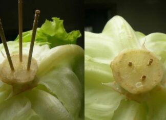 “A Handy Hack for Lettuce and Cabbage Lovers”