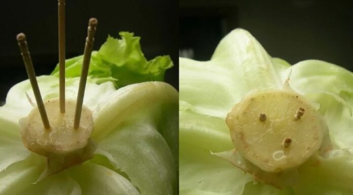“A Handy Hack for Lettuce and Cabbage Lovers”