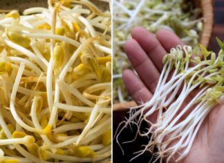 “The Secret to Perfectly Stir-Fried Bean Sprouts: A Simple Trick for Crisp and Dry Vegetables”