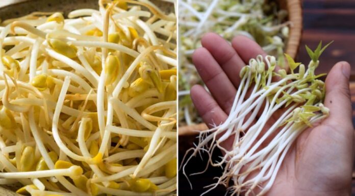 “The Secret to Perfectly Stir-Fried Bean Sprouts: A Simple Trick for Crisp and Dry Vegetables”
