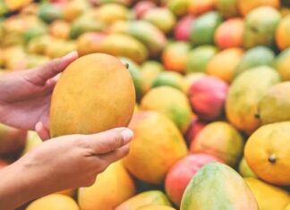 How to Tell if a Mango is Ripe: Natural vs Chemically Ripened