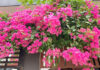 The Majesty of Bougainvillea: Unveiling the Secrets to Nurturing a Blooming Paradise