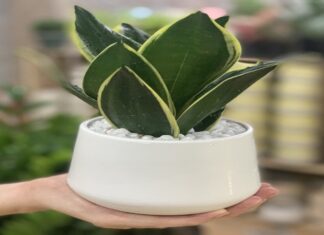The Power of the Snake Tongue: Unlocking Prosperity and Good Fortune with the Sansevieria Plant
