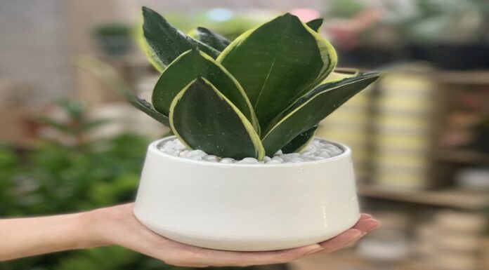 The Power of the Snake Tongue: Unlocking Prosperity and Good Fortune with the Sansevieria Plant