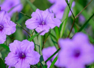 The Captivating Charm of the Evening Primrose: Unveiling the Secrets of this Mesmerizing Bloom
An enchanting presence in any garden, the evening primrose is a captivating flower that unfolds its beauty as the sun retires for the day. This fascinating plant holds a unique allure, and its delicate petals reflect a mesmerizing hue of purple, creating an ethereal ambiance in the twilight hours. Unravel the mysteries of this captivating flower, and discover the significance, unique characteristics, and simple steps to cultivate and nurture this enchanting evening primrose.