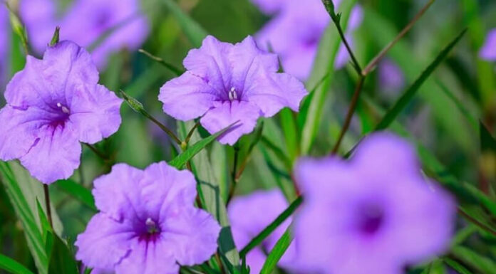 The Captivating Charm of the Evening Primrose: Unveiling the Secrets of this Mesmerizing Bloom
An enchanting presence in any garden, the evening primrose is a captivating flower that unfolds its beauty as the sun retires for the day. This fascinating plant holds a unique allure, and its delicate petals reflect a mesmerizing hue of purple, creating an ethereal ambiance in the twilight hours. Unravel the mysteries of this captivating flower, and discover the significance, unique characteristics, and simple steps to cultivate and nurture this enchanting evening primrose.