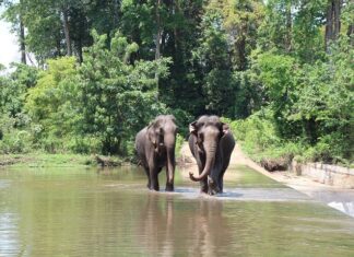 The Ultimate Guide to Buôn Ma Thuột: 5 Must-Visit Attractions to Immerse Yourself in Nature and Local Delicacies