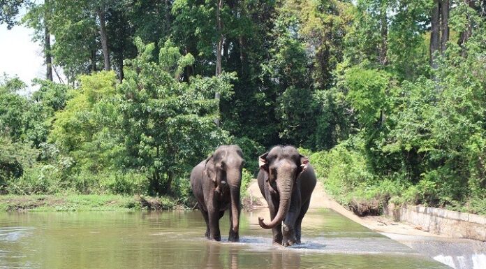 Exploring Buon Ma Thuot: The Top 5 Must-Visit Attractions to Immerse Yourself in Nature and Local Delicacies