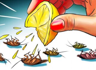 11 Surefire Ways to Get Rid of Cockroaches for Good