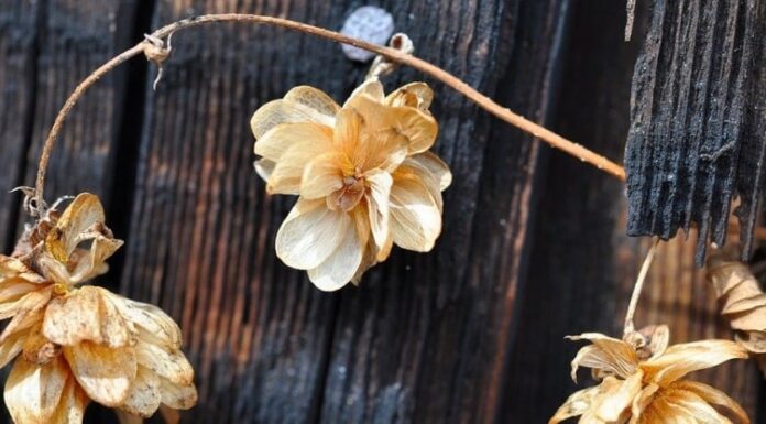 The Ancient Wisdom: “5 Things That Bring Misfortune, Debt and Disaster Into Your Home”