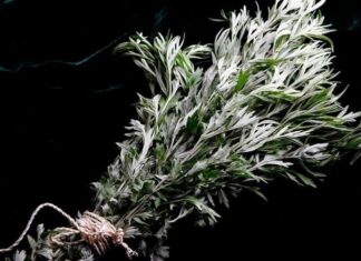 The Magic Dried Leaf Bundle: A Natural Mosquito Repellent for a Peaceful Slumber