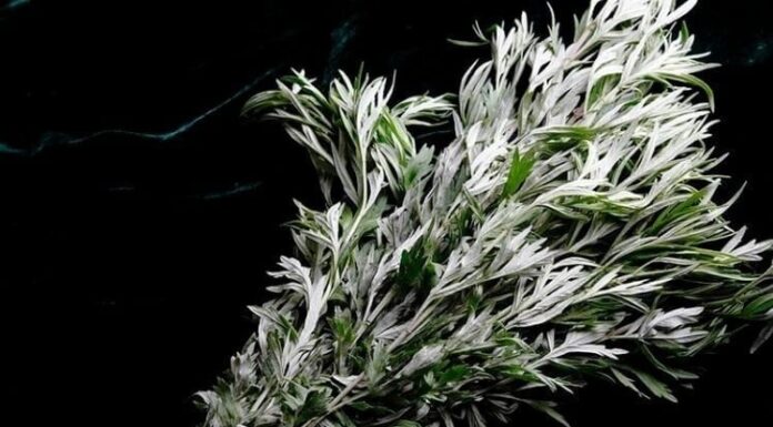 The Magic Dried Leaf Bundle: A Natural Mosquito Repellent for a Peaceful Slumber