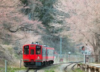 Cherry Blossom Bliss: A Vintage Train Station Escape