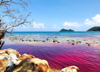 The Crimson Tide: A Rare Phenomenon Gracing Phu Quoc’s Shores