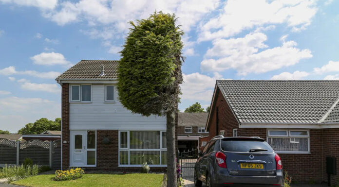 The Sawed-in-Half Tree: A Unique Tourist Attraction