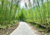 Unveiling the Pu Lu Bamboo Forest: A Cinematic Escapade in Bac Kan