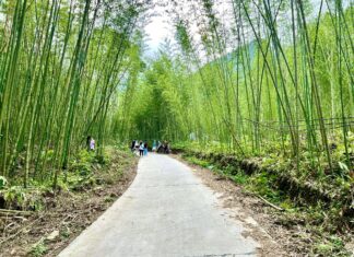 Unveiling the Pu Lu Bamboo Forest: A Cinematic Escapade in Bac Kan