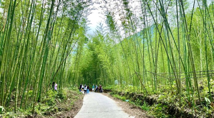 Unveiling the Pu Lu Bamboo Forest: A Cinematic Escapade in Bac Kan