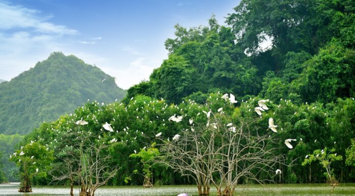 Exploring the Mystical Caves of Thung Nham and the North’s Largest Bird Garden