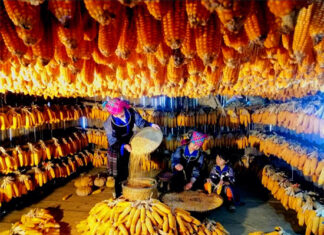 Immerse Yourself in the Corn House Fun for Just 10,000 VND in Mù Cang Chải