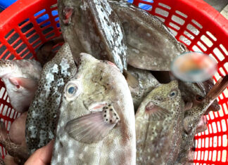 The Tasty Delicacy of Phu Yen: “Brine Chicken” Sells for a Premium, Leaving Customers Craving for More.