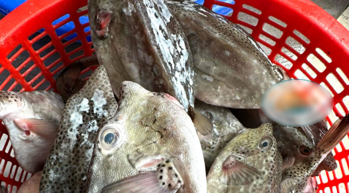 The Tasty Delicacy of Phu Yen: “Brine Chicken” Sells for a Premium, Leaving Customers Craving for More.